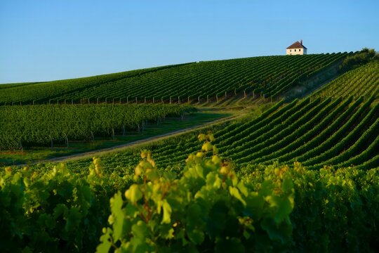 Rolling Vineyard Landscape with Traditional House - Powered by Adobe