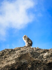 Wild Monkey Perched on a Rocky Cliff