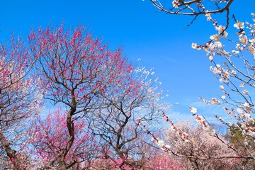 紅白の梅が美しく咲き誇る梅園　青空背景