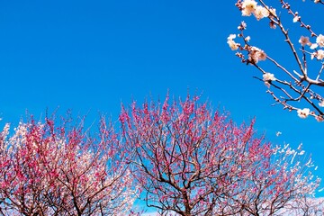 紅白の梅が美しく咲き誇る梅園　青空背景
