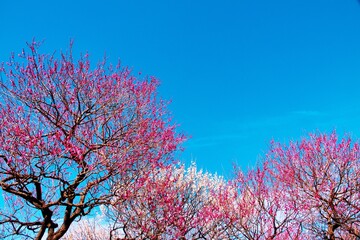 紅白の梅が美しく咲き誇る梅園　青空背景