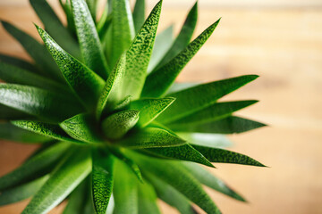 Fototapeta premium Haworthia Aloe Flow plant succulent in pot.