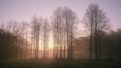 Obraz premium Bare trees silhouetted against misty dawn sky with soft pink and purple hues creating serene peaceful morning landscape atmosphere