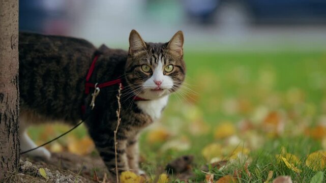 Curious tabby cat on a red harness exploring autumn leaves in a grassy park, captured mid-step with focused gaze and raised tail, tethered to a leash beside a tree