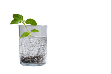 Clear glass with ice and a green plant sprout isolated on transparent background