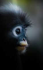 Dusky leaf monkey contemplating looking sideways in nature