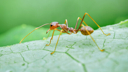 Weaver ant crawling on a green leaf outdoors