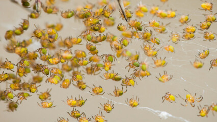 Many spiderlings clustering on web after hatching