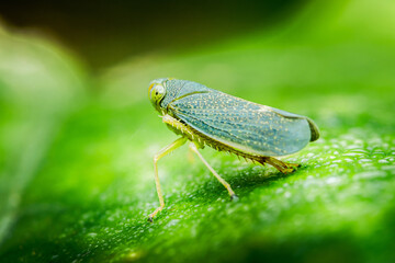 Green leafhopper resting on a vibrant leaf