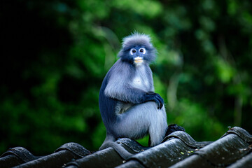 Dusky leaf monkey resting on a dark roof