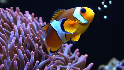 Marine aquarium dweller vivid orange and white striped fish amidst pink coral reef