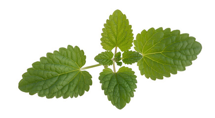 Green lemon balm plant leaves with serrated edges and visible veins isolated on a transparent background