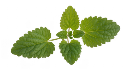Green lemon balm plant leaves with serrated edges and visible veins isolated on a transparent background