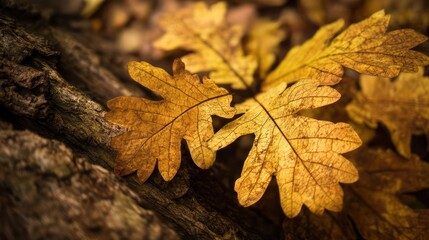 Oak roots entwined with golden leaves sharp in bark ridges and foliage veins shadows placed naturally exposure balanced