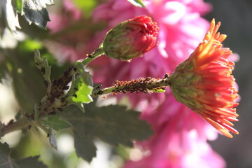 Macrosiphoniella sanborni or aphids on Chrysanthemum leaves and buds