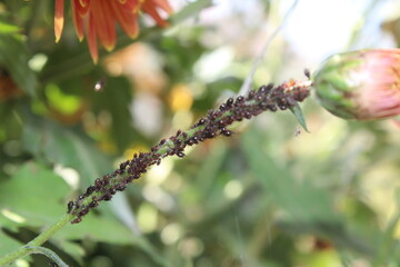Macrosiphoniella sanborni or aphids on Chrysanthemum leaves and buds