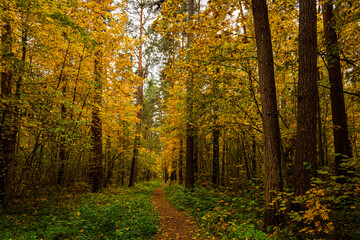 Fototapeta premium Forest path in autumn park covered with falling leaves. Beautiful woodland landscape during fall season for nature background.