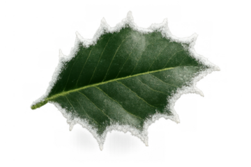 Holly leaf covered in frost, symbolizing winter, christmas holiday season, and cold weather on transparent background