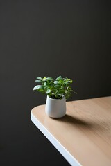 Small potted plant on corner table against dark background creating minimalist aesthetic