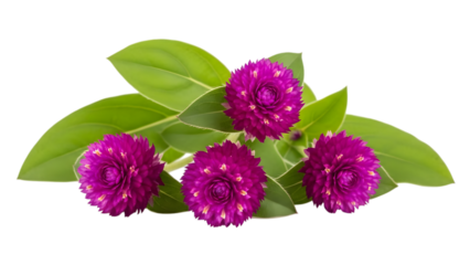 Vibrant purple globe amaranth flowers with green leaves isolated on transparent background