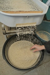 rice sorting through mesh container into basin, cleaning stage in small-scale processing