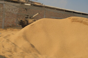 Rice husk pouring from chute onto pile near brick building, buffalo in background &mdash; rural farming scene.