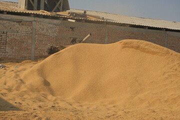 Rice husk pouring from chute onto pile near brick building, buffalo in background &mdash; rural farming scene.