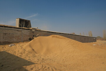 Rice husk pouring from chute onto pile near brick building, buffalo in background &mdash; rural farming scene.
