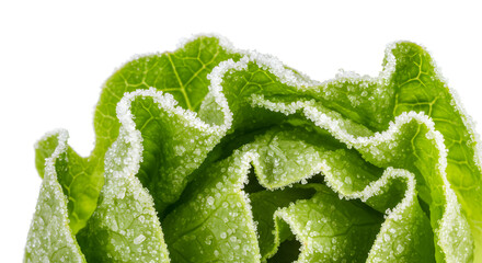 Close-up of Frosty Lettuce Leaves with Ice Crystals