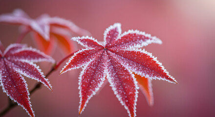 Frost-Kissed Crimson Maple Leaf with Delicate White Crystal Edges