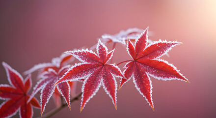 Frosted Autumn Leaves in Soft Light