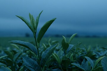Fototapeta premium In a close view, a vibrant tea plantation is revealed during early morning light, with lush green tea leaves thriving abundantly