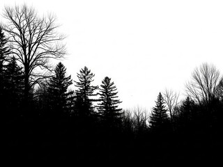 Dark Forest Silhouette Against Bright Sky abstract