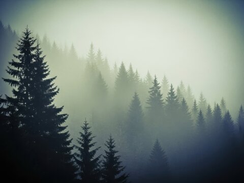 Misty forest landscape with coniferous trees in the mountains in the morning