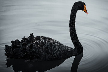 black swan on the lake