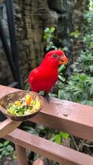 Red Lorikeet Eating from Bowl Outdoors
