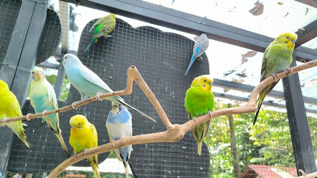 Colorful Budgerigars Perched on Branch Aviary