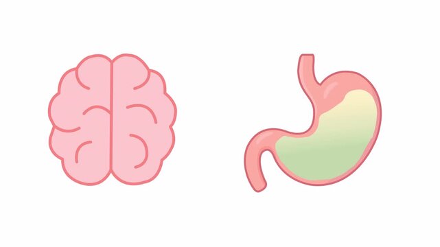 2D flat organ set animation of brain and stomach in looping vector motion with transparent alpha channel.
