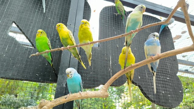Colorful Budgerigars Perched on Branch Aviary