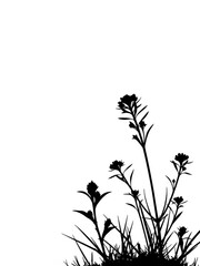 Fototapeta premium Silhouette of Wildflowers and Grass on White plants