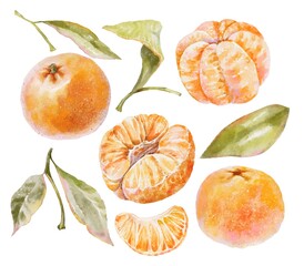 Set of citrus elements including whole and peeled mandarins, half slices, leaves and branches, watercolor illustration on white. Perfect for festive, fresh, sweet, and holiday designs
