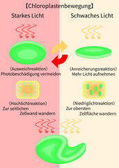 Chloroplast Movement Diagram:Avoidance and Light Accumulation German