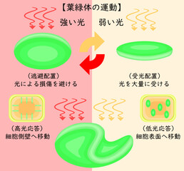 Chloroplast Movement Diagram:Avoidance and Light Accumulation Japanese