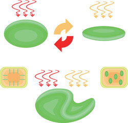 Chloroplast Movement Diagram:Avoidance and Light Accumulation nobackground