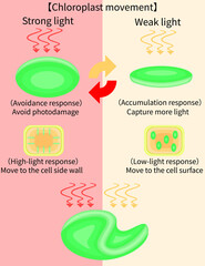 Chloroplast Movement Diagram:Avoidance and Light Accumulation English