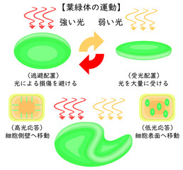 Chloroplast Movement Diagram:Avoidance and Light Accumulation Japanese nobackground