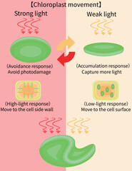 Chloroplast Movement Diagram:Avoidance and Light Accumulation English