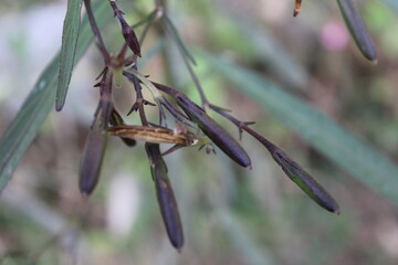 Ruellia simplex, Petunia or Ruellia brittoniana seed heads