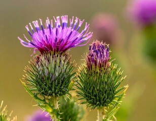 Close-up of spiky, purple thistle flowers blooming in soft light