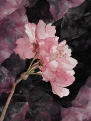 Elegant Pink Cherry Blossom Watercolor Painting on Dark Textured Background, Floral Art Illustration for Spring, Feminine Design, and Artistic Projects